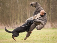 Man VS Dog